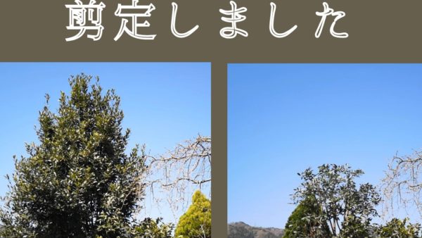 動画 日立市 いわき市の庭木 植木の剪定なら草木花