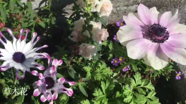【動画】花壇の花をリフレッシュしました